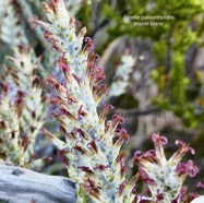 Stoebe passerinoides.branle blanc.asteraceae.endémique Réunion..jpeg